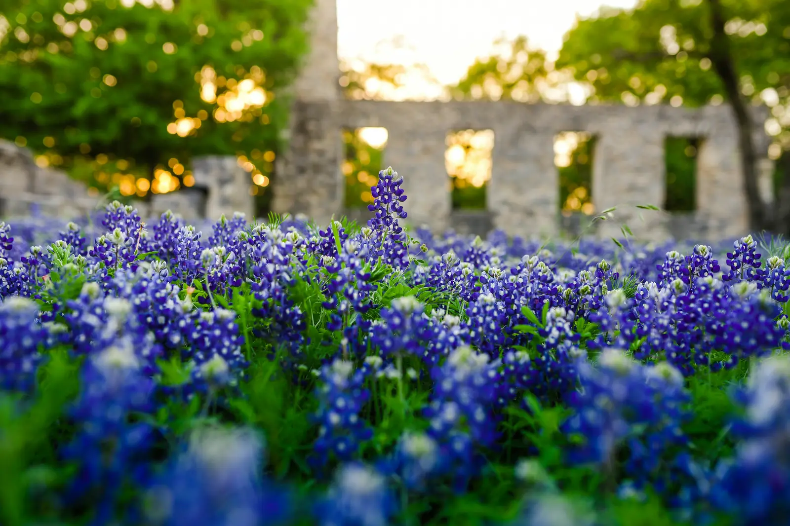 Bluebonnets in bloom in front of old stone walls